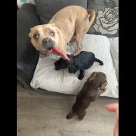 Mixed Breed - Both