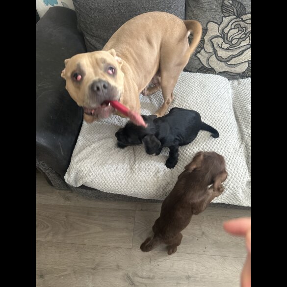 Mixed Breed - Both