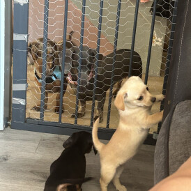Mixed Breed - Both