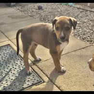 Mixed Breed - Both