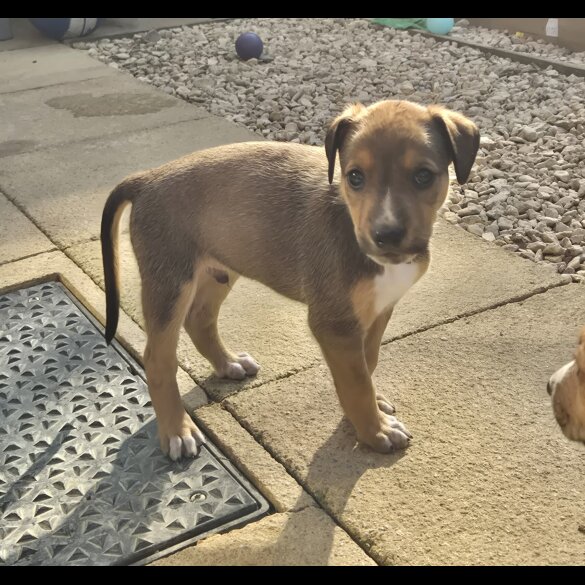 Mixed Breed - Both