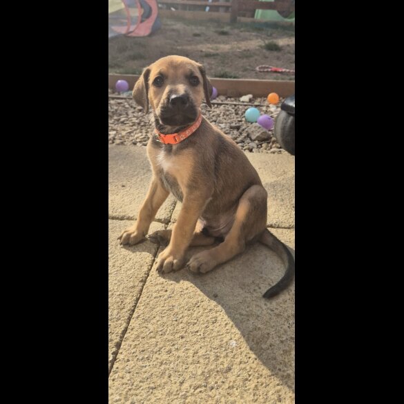 Mixed Breed - Both