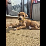 Mixed Breed - Both