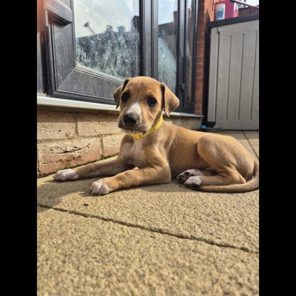 Mixed Breed - Both