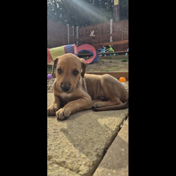 Mixed Breed - Both