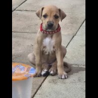 Mixed Breed - Both
