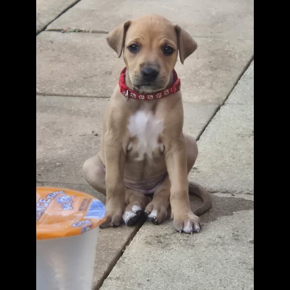 Mixed Breed - Both