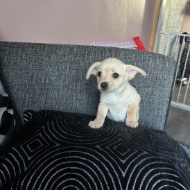 Mixed Breed - Both