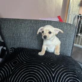 Mixed Breed - Both