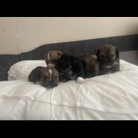 Mixed Breed - Both