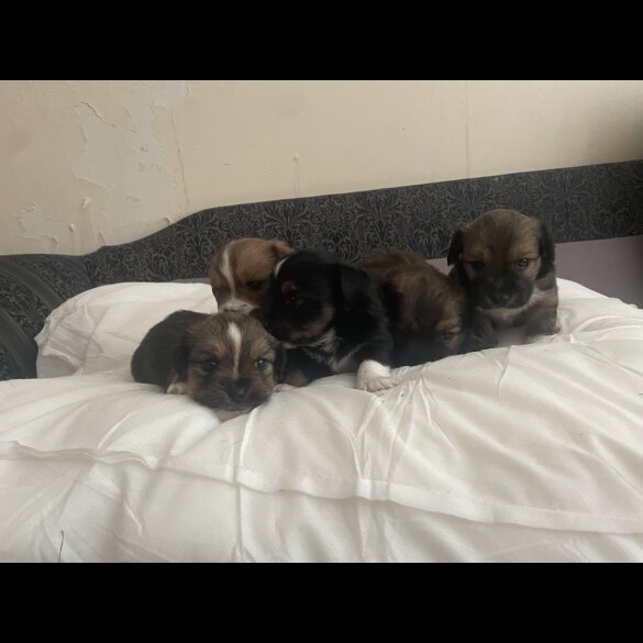 Mixed Breed - Both