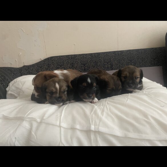 Mixed Breed - Both