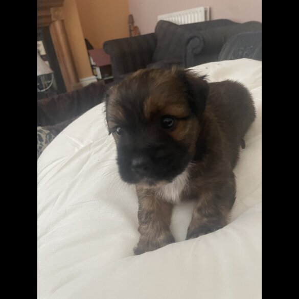 Mixed Breed - Both