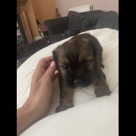 Mixed Breed - Both