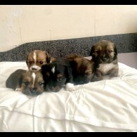 Mixed Breed - Both