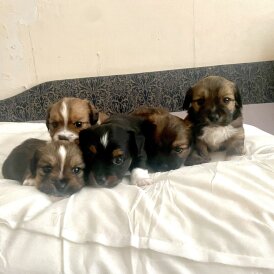 Mixed Breed - Both