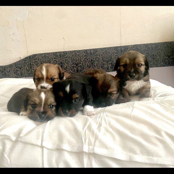 Mixed Breed - Both