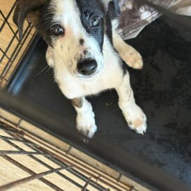 Mixed Breed - Bitches