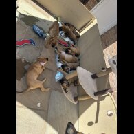 Mixed Breed - Both