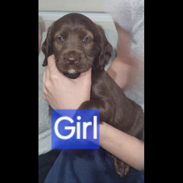 Mixed Breed - Dogs