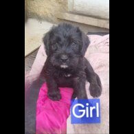 Mixed Breed - Dogs