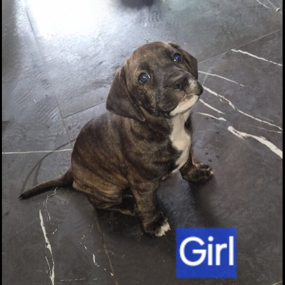 Mixed Breed - Dogs