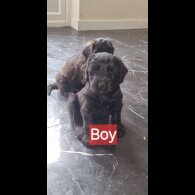 Mixed Breed - Dogs