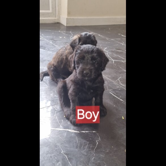 Mixed Breed - Dogs