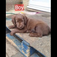 Mixed Breed - Dogs