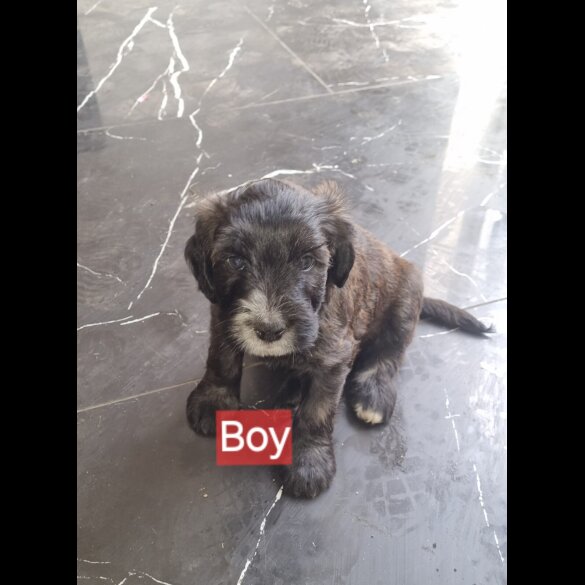 Mixed Breed - Dogs