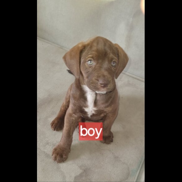 Mixed Breed - Dogs