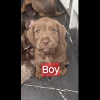 Mixed Breed - Dogs