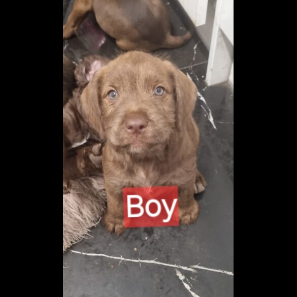 Mixed Breed - Dogs