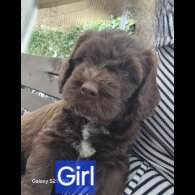 Mixed Breed - Dogs