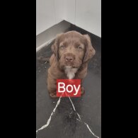 Mixed Breed - Dogs