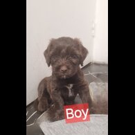 Mixed Breed - Dogs