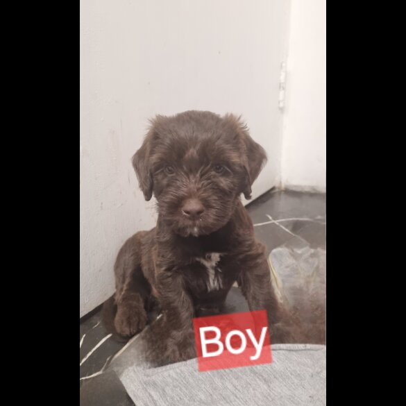 Mixed Breed - Dogs