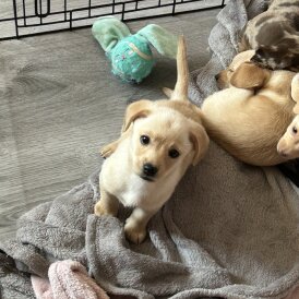 Mixed Breed - Both