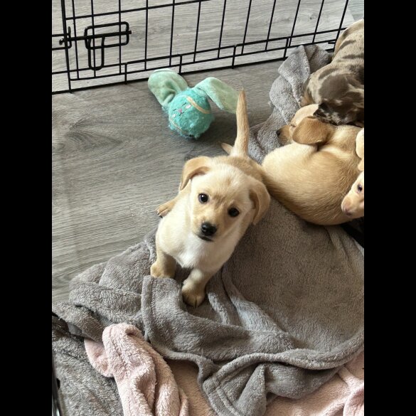 Mixed Breed - Both