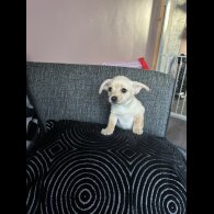 Mixed Breed - Both