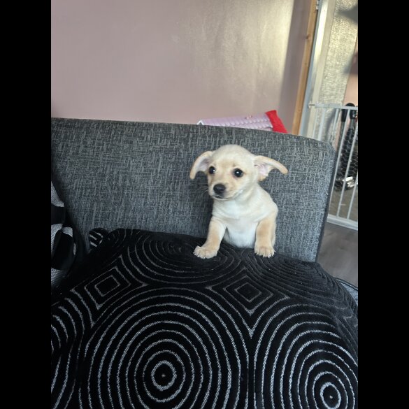 Mixed Breed - Both