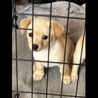 Mixed Breed - Both