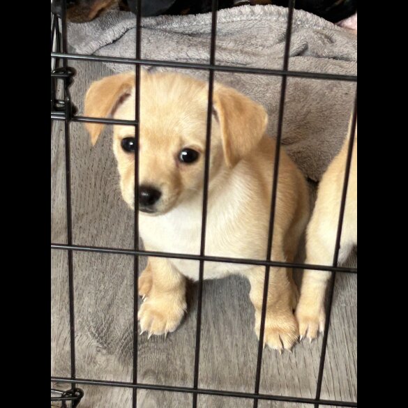 Mixed Breed - Both