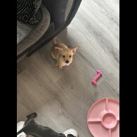 Mixed Breed - Both