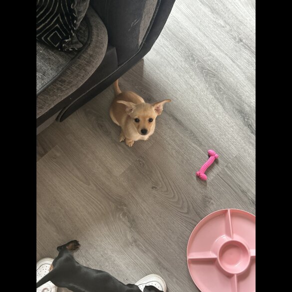 Mixed Breed - Both