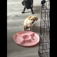 Mixed Breed - Both