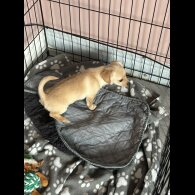 Mixed Breed - Both