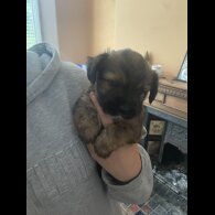 Mixed Breed - Both