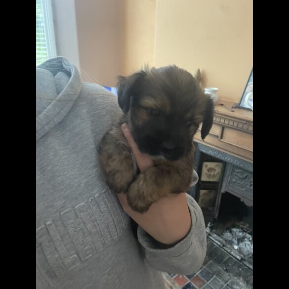 Mixed Breed - Both