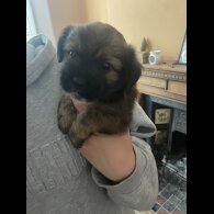 Mixed Breed - Both